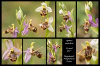 Ophrys-oestrifera2